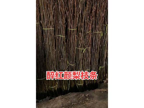 梨品种接穗和种条